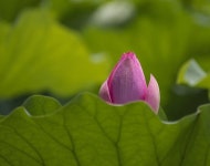 Lotus Flower Bud - Free photo on Pixabay