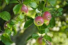 40,000+ Free Organic Apple & Apple Images - Pixabay