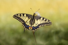 Butterfly Copper Butterflies - Free photo on Pixabay