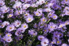 70,000+ Free Fall Flowers & Fall Images - Pixabay