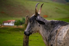 파기 소 농장 - Pixabay의 무료 사진 - Pixabay 파기 소 농장 - Pixabay의 무료 사진