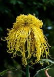 Chrysanthemum Flower Golden - Free photo on Pixabay