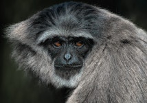 100+ Free Gibbon & Nature Photos - Pixabay