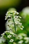 Flowers Alyssum Small - Free photo on Pixabay