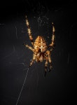 300+ Free Eight & Spider Photos - Pixabay