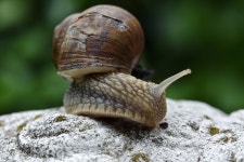 Snail Mollusc Wildlife Close - Free photo on Pixabay