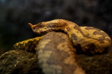 200+ Free Vipers & Snake Photos - Pixabay