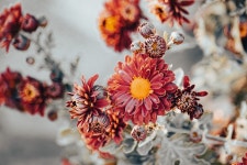 Chrysanthemums Composites Blossom - Free photo on Pixabay