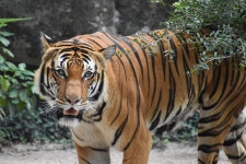 40+ Free Malayan & Nature Photos - Pixabay