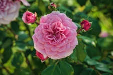 Rose Blossom Pink Tender - Free photo on Pixabay - Pixabay Rose Blossom Pink Tender - Free photo on Pixabay
