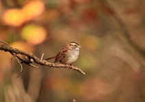 5,000개 이상 무료 Sparrow 및 참새 사진 - Pixabay