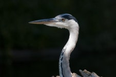 Bird Heron Wildlife - Free photo on Pixabay