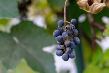 1+ Free Hrozno & Grape Images - Pixabay