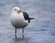 Bird Seagull The Water - Free photo on Pixabay