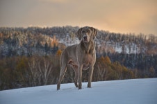200개 이상 무료 Weimaraner 및 개 사진 - Pixabay
