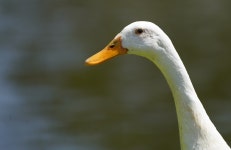 Duck Bird Animal - Free photo on Pixabay