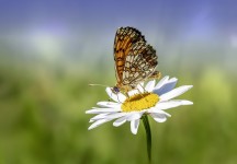 30,000+ Free Blue Daisy & Nature Photos - Pixabay