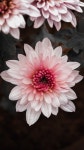 Chrysanthemum Flower Plant - Free photo on Pixabay
