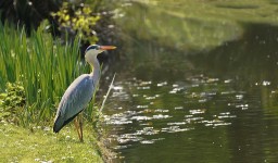 Bird Heron Ornithology - Free photo on Pixabay - Pixabay Bird Heron Ornithology - Free photo on Pixabay