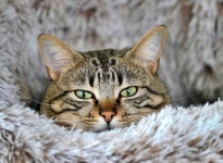 Cat Feline To See - Free photo on Pixabay