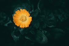 꽃 금 송 화 Officinalis 비말 - Pixabay의 무료 사진