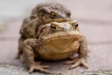 900+ Free Mating & Nature Photos - Pixabay