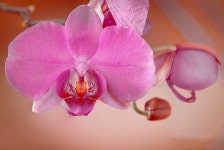 200+ Free Orchidaceae & Nature Photos - Pixabay