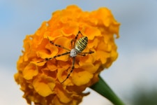 Animals Invertebrates Insects - Free photo on Pixabay
