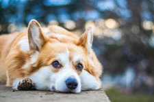 10,000+ Free Furry Friends & Animal Photos - Pixabay