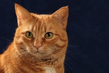 70,000+ Free To Pet & Pet Images - Pixabay