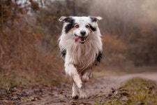 Border Collie Dog British Herding - Free photo on Pixabay - Pixabay Border Collie Dog British Herding - Free photo on Pixabay