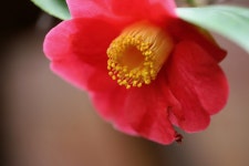 Camellia Blossom Petals - Free photo on Pixabay