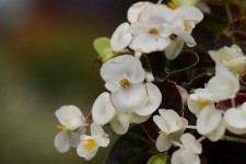 400,000+ Free Begonia Flowers & Begonia Images - Pixabay