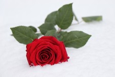 Rose Stem Frost Winter - Free photo on Pixabay