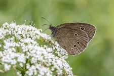 30,000+ Free Ringlet Butterfly & Butterfly Images - Pixabay