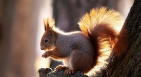 70,000+ Free Bushy Park & Squirrel Images - Pixabay