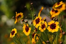 100+ Free Coreopsis & Nature Photos - Pixabay