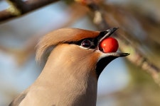 100+ Free Waxwing & Cedar Waxwing Photos - Pixabay