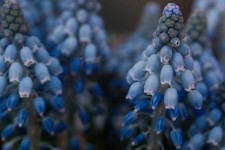 7,000+ Free Grape Hyacinth & Hyacinth Photos - Pixabay