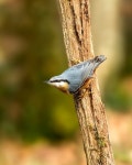 6+ Free Sitel & Red-Breasted Nuthatch Photos - Pixabay
