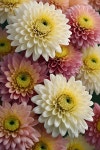 Download Chrysanthemum, Flower, Nature. Royalty-Free Stock Illustration Image - Pixabay Download Chrysanthemum, Flower, Nature.... 