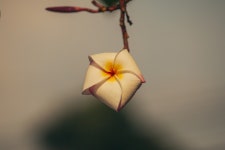 900+ Free Frangipani & Nature Photos - Pixabay