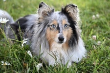Shetland Sheepdog Sheltie Canine - Free photo on Pixabay