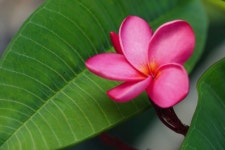 Plumeria 꽃 식물 - Pixabay의 무료 사진