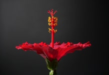 Hibiscus Red Flower - Free photo on Pixabay