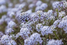 Flowers Alyssum White - Free photo on Pixabay