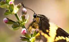 10,000+ Free Pollinator & Nature Photos - Pixabay