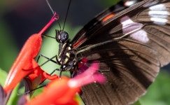 30,000+ Free Postman Butterfly & Butterfly Photos - Pixabay