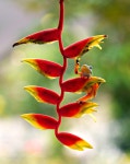 1,000+ Free Claw & Nature Photos - Pixabay