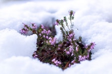 Heather Flowers - Free photo on Pixabay